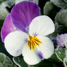 Winter pansies in a frosty garden