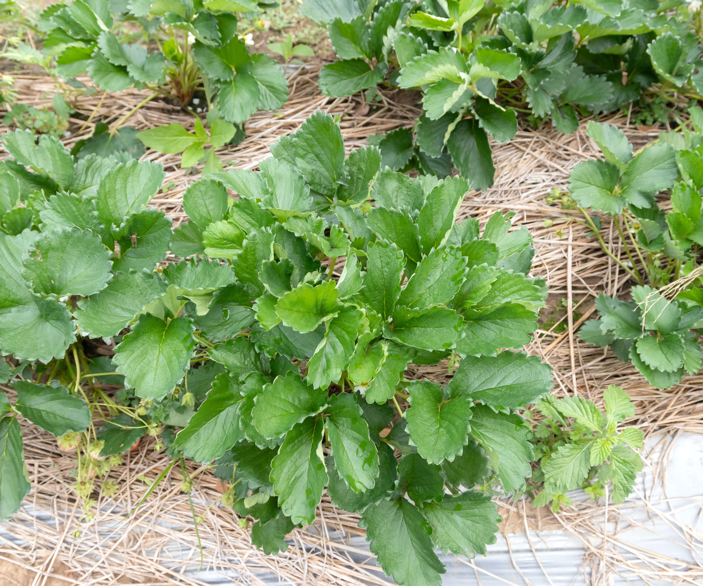 strawberry plants with straw mulch