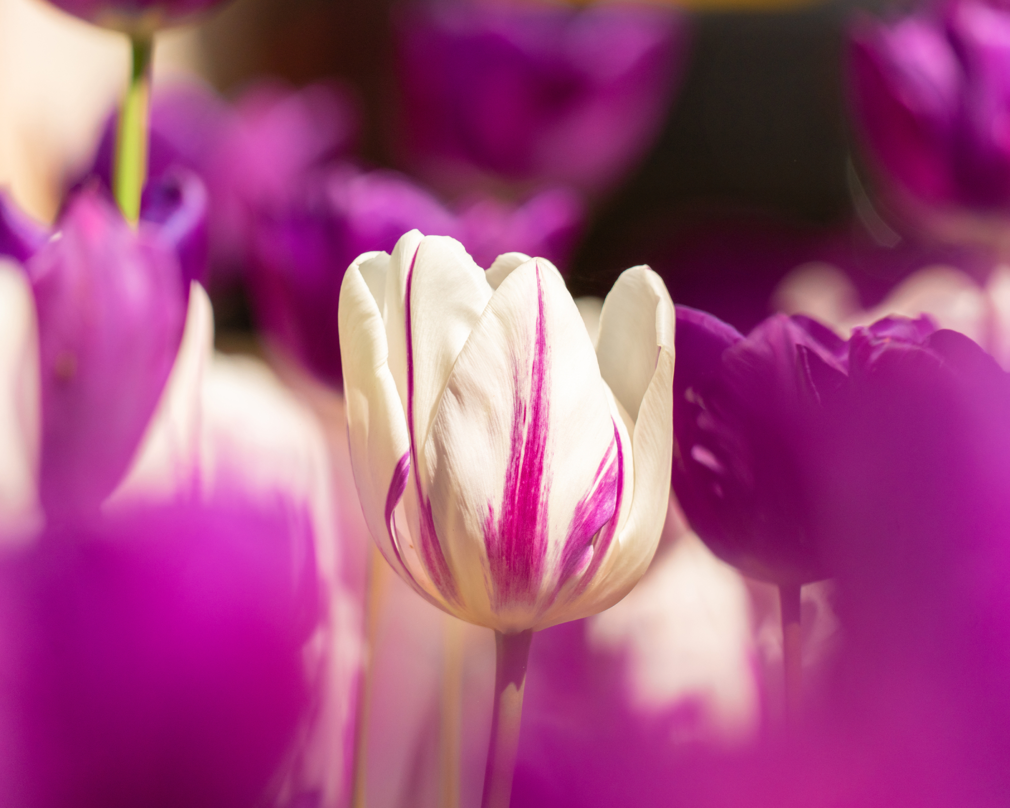 flaming flag tulip in a field