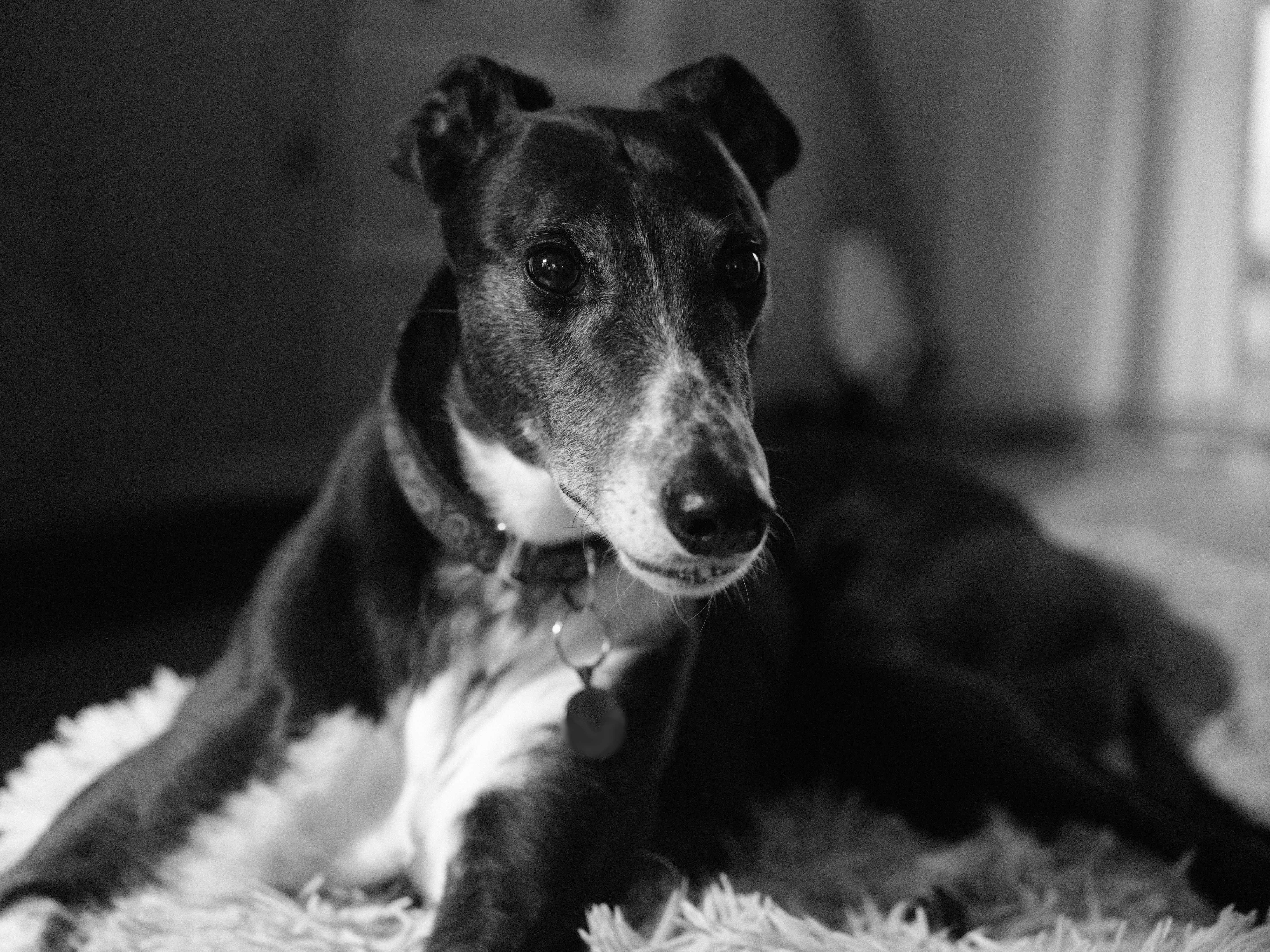 A black and white photo of a greyhound taken on the Fujifilm GFX100 II