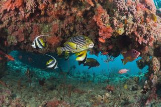 Oriental Sweetlips in Coral Reef, Plectorhinchus vittatus, Kandooma Thila, South Male Atoll, Maldives