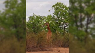 A giraffe with a deformed zigzag neck standing near a bush