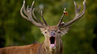 Close-up of bugling bull elk