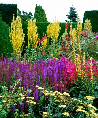 A wonderful colourful Herbaceous Border at Great Dixter in the UK containing tall verbascum varieties