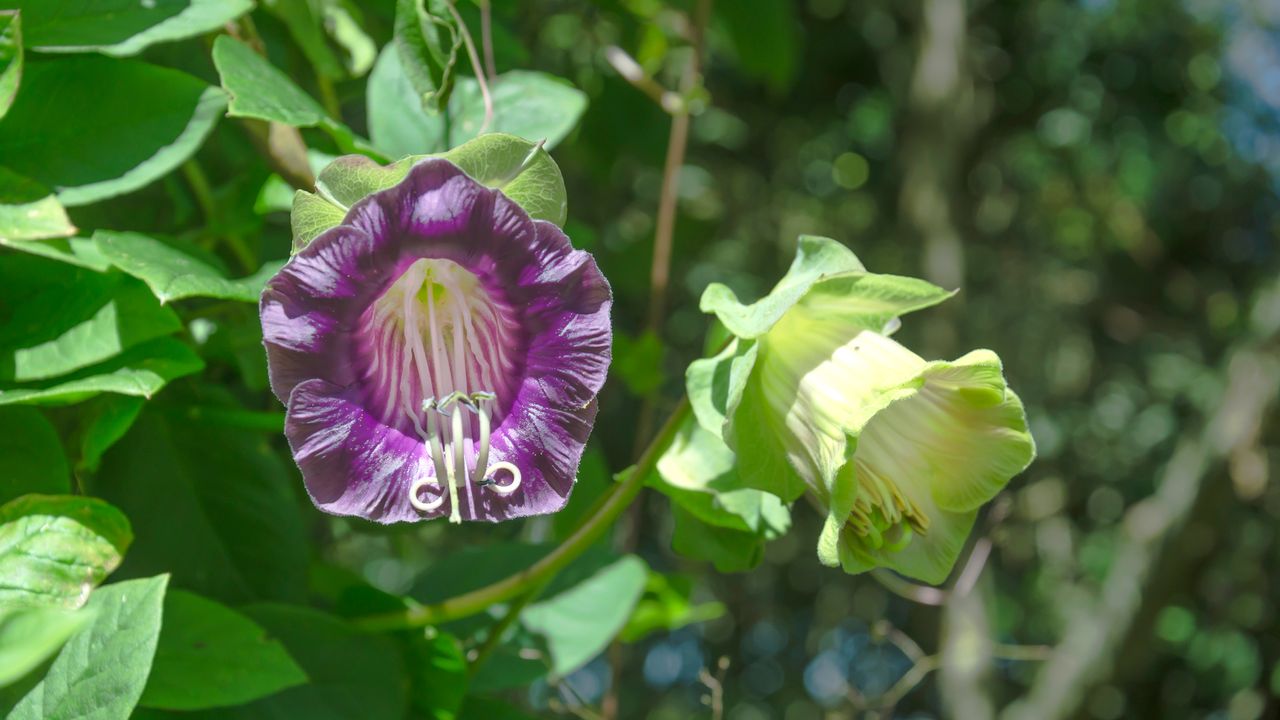 Cobaea scandens