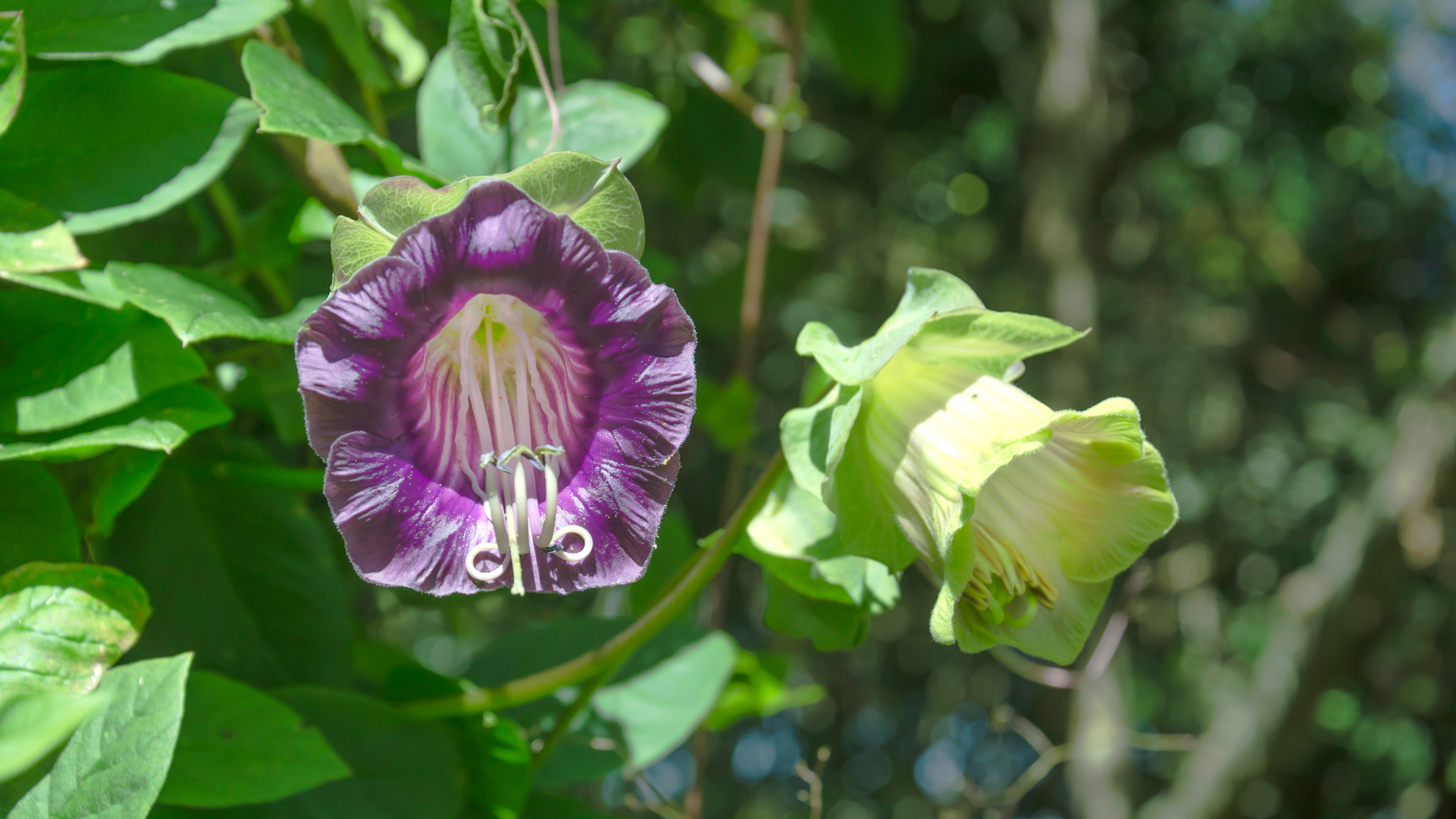 Sarah Raven shares tips for adding the exotic Cobaea scandens climbing plant to your garden | Gardeningetc