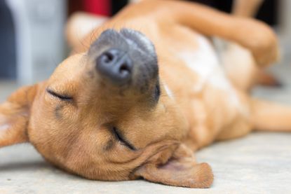 Sleeping dog