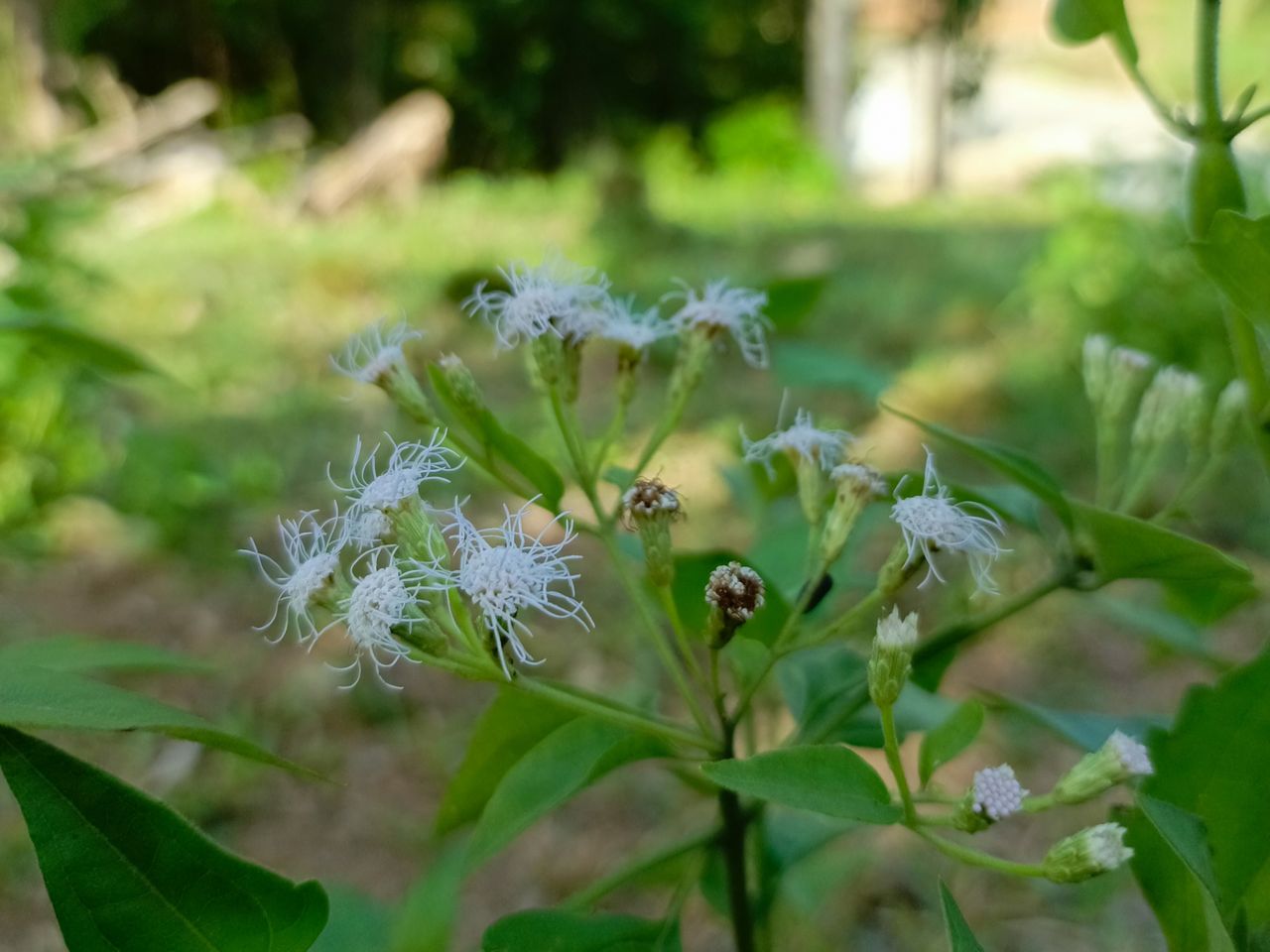 Tecno Camon 20 Pro 4G sample shots