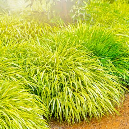 japanese forest grass in a landscaped garden