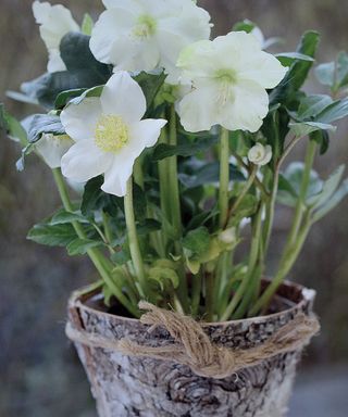 hellebores planted in a bark pot