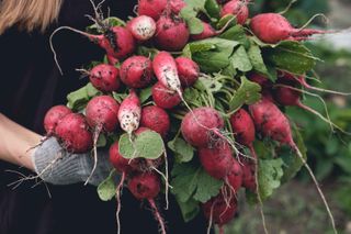 freshly picked radishes