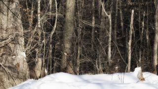 A group of white-tailed deer stand in quiet camouflage in the forest. Winter in Wisconsin.