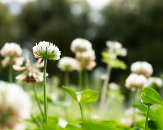 White clover lawn close up