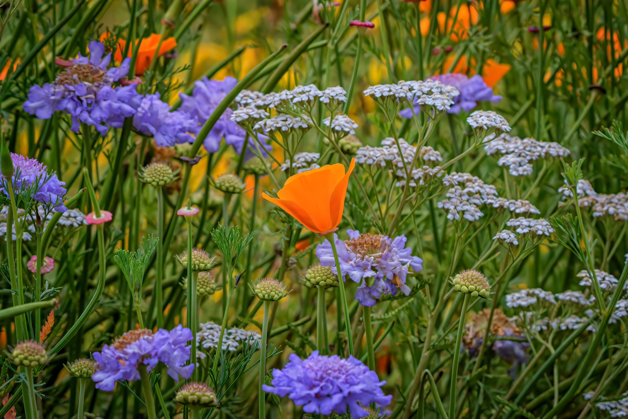 The bright orange California poppy stands out amid any other flower.