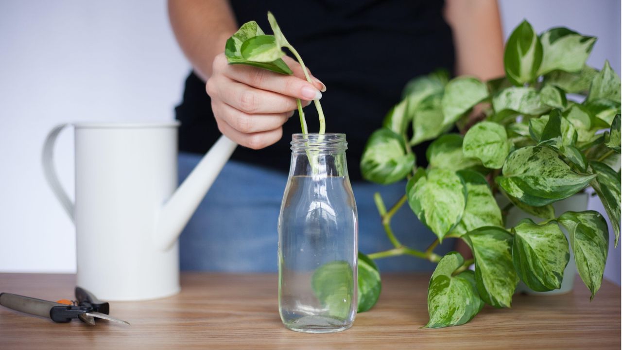 How to speed up houseplant propagation