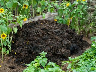 pile of manure for composting and sunflowers