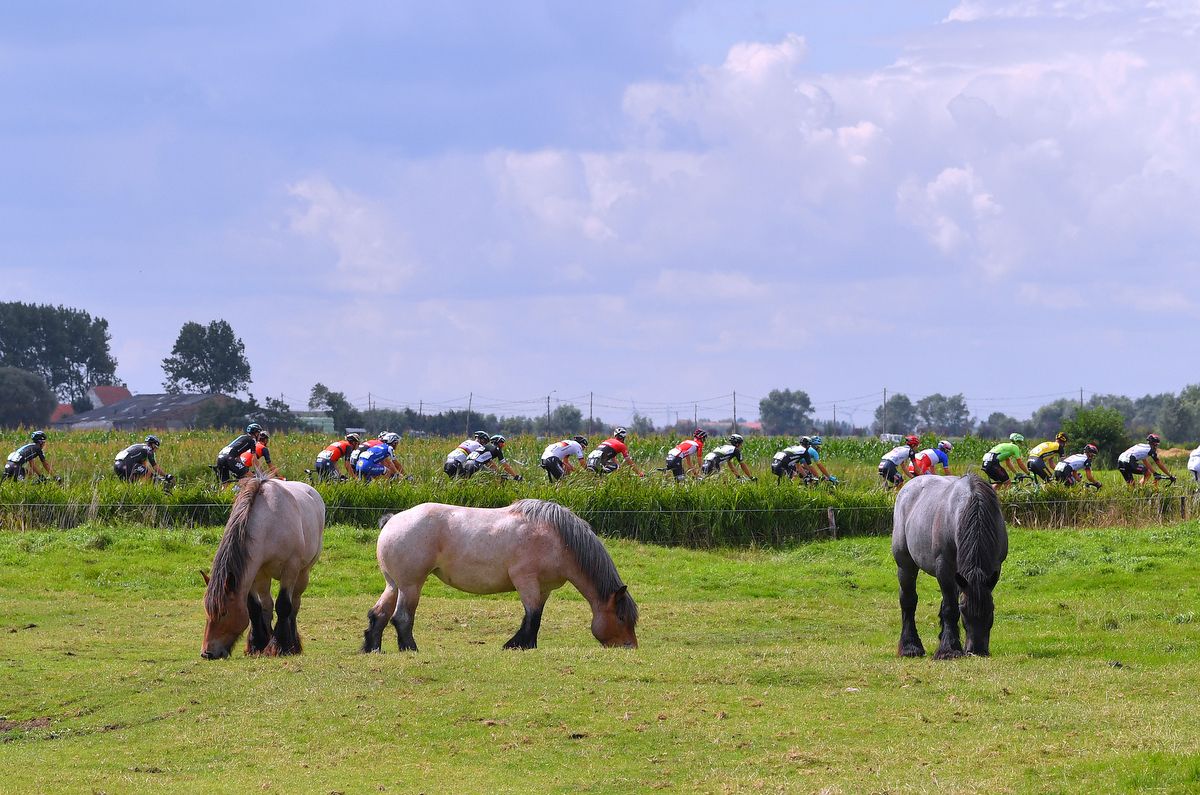 The horses weren't so interested in the racing