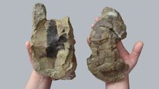 The fossilized plastron (left) and carapace (right) of the newly discovered turtle's shell.