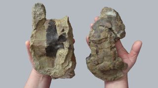 The fossilized plastron (left) and carapace (right) of the newly discovered turtle's shell.