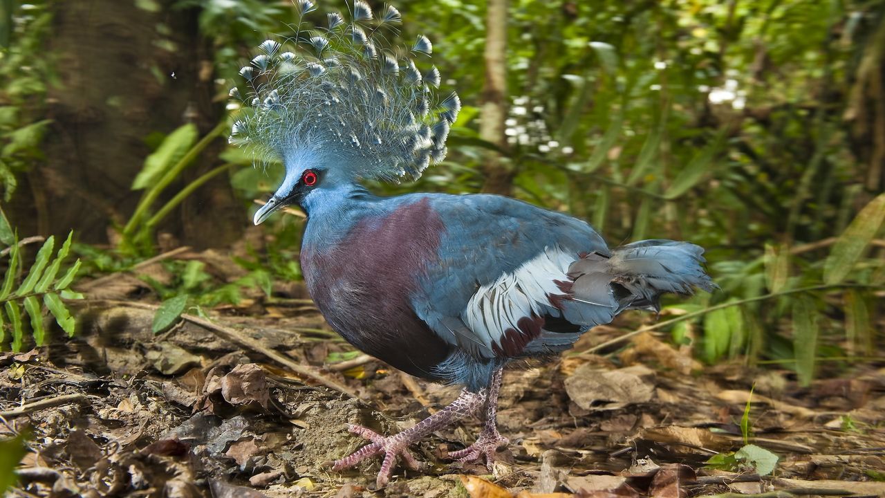 a crowned pigeon walks across the forest floor