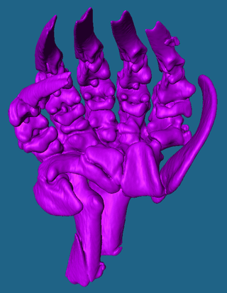 - Computer-tomographical representation of the paw skeleton of a mole (Talpa occidentalis); the sickle-shaped extra "thumb" is clearly visible.