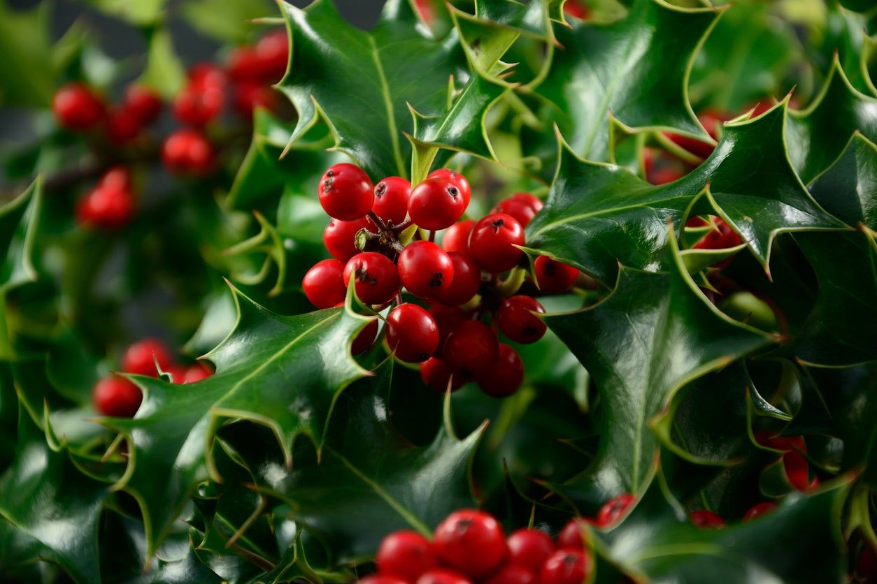 Holly Plants