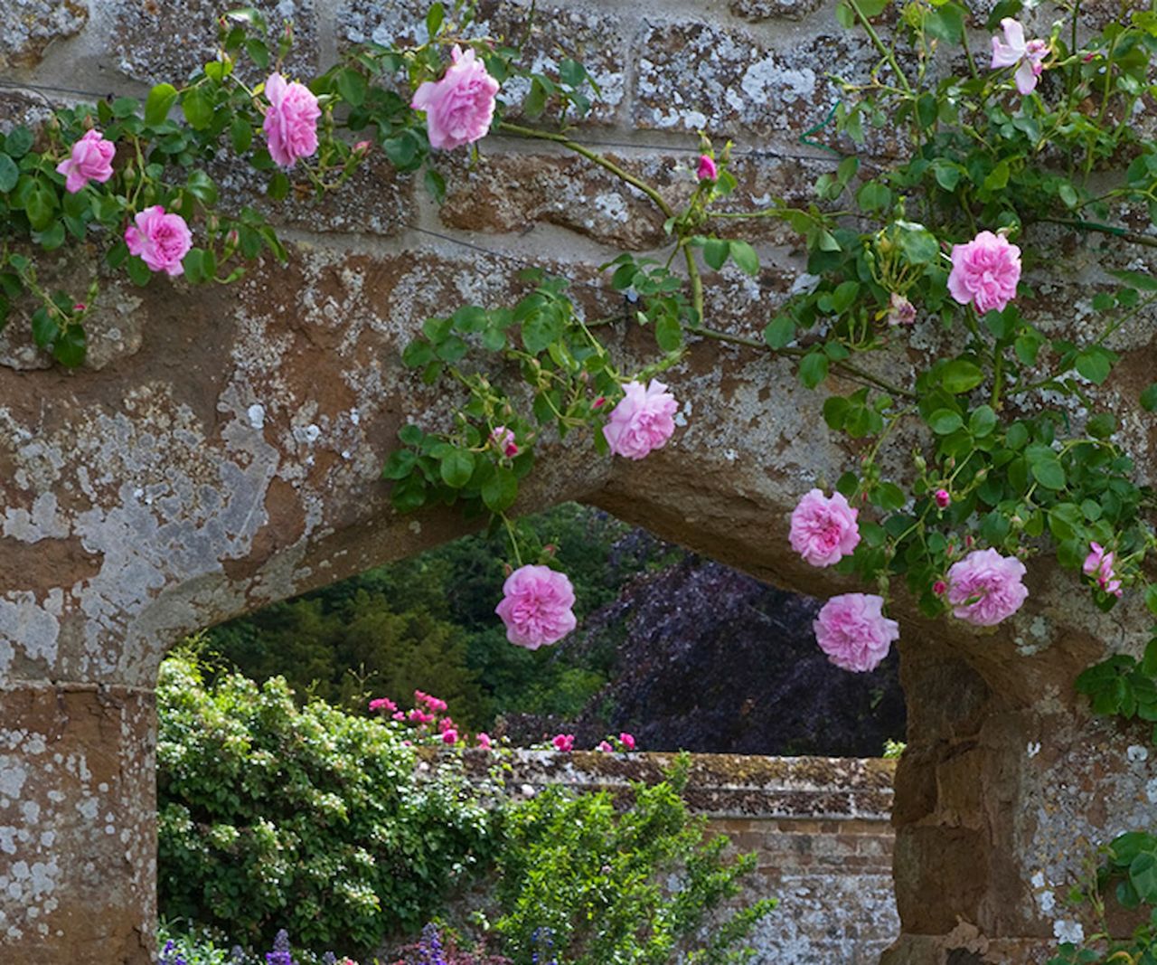 Rose buds growing on a garden wall
