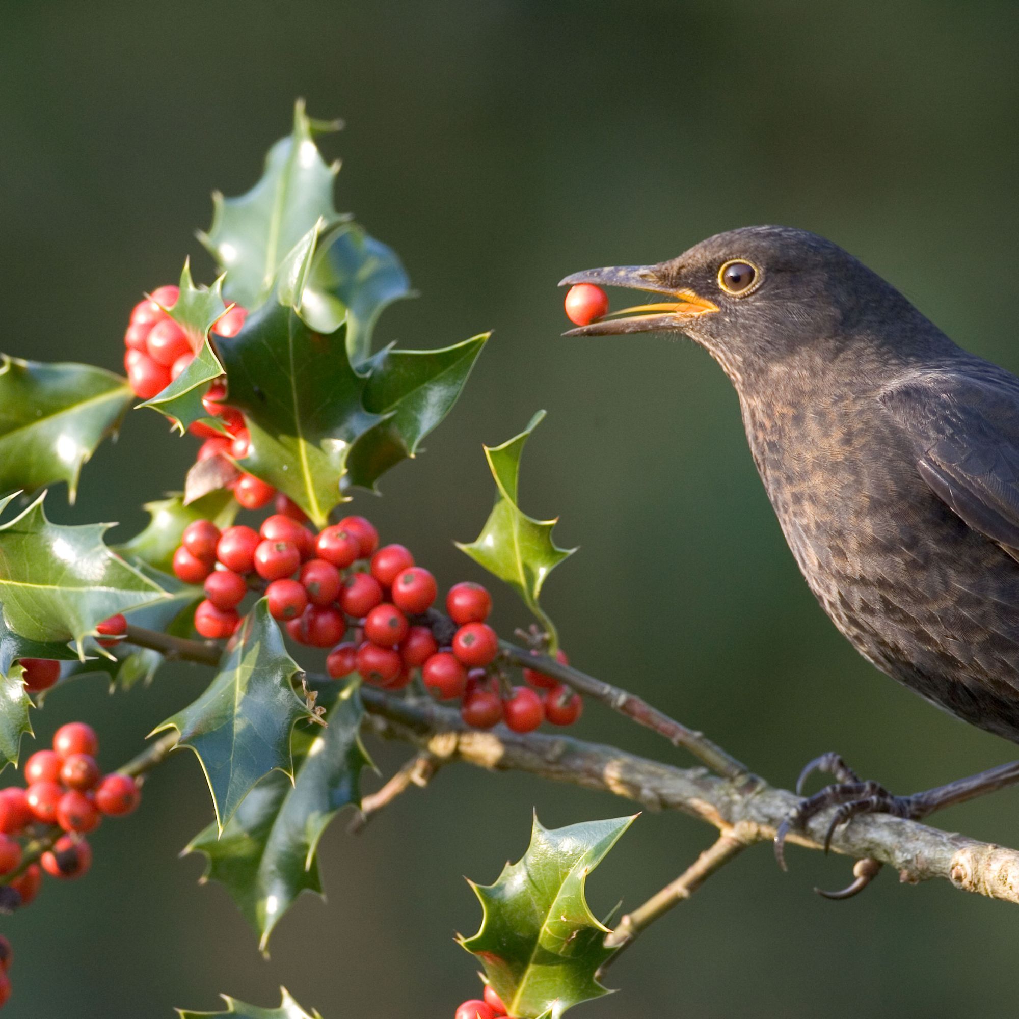 winter berry-bearing with bird