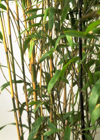 how to grow bamboo: bamboo plants against a wall