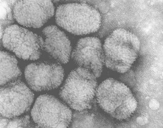 smallpox virus