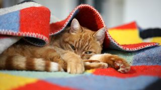 an orange cat lies under a colorful blanket