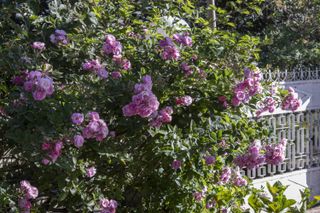 Climbing rose blossoming under the sun