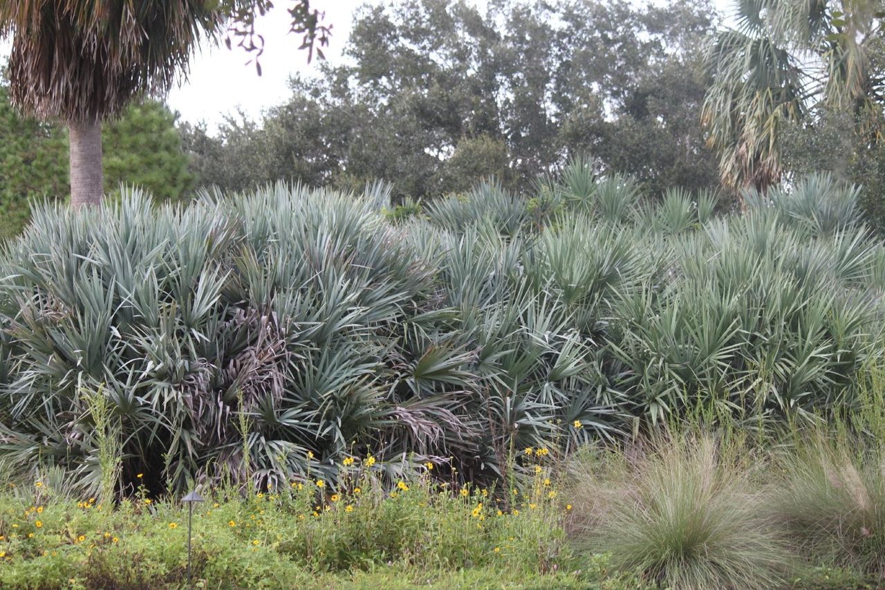 Silver Saw Palmetto Plants