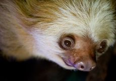 The world's oldest sloth, a Hoffmann's two-toed sloth named Miss C (shown here), died at the age of 43 on June 2, 2017.