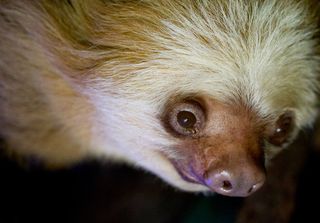 The world's oldest sloth, a Hoffmann's two-toed sloth named Miss C (shown here), died at the age of 43 on June 2, 2017.