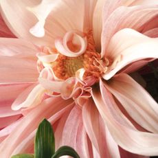A close up of some flowers: roses, daises, dahlias