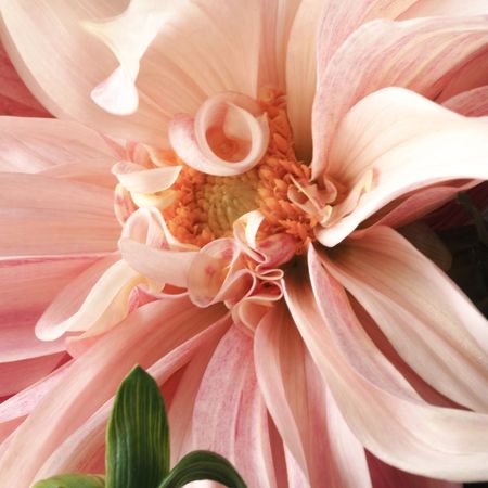 A close up of some flowers: roses, daises, dahlias