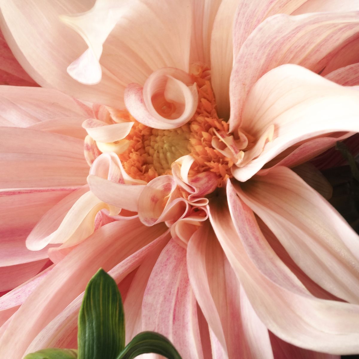 A close up of some flowers: roses, daises, dahlias
