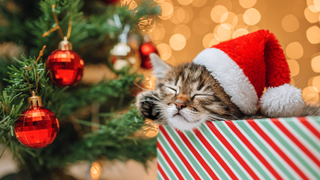 Tabby kitten wearing a Santa&#039;s hat sitting inside a stripy gift box next to a Christmas tree