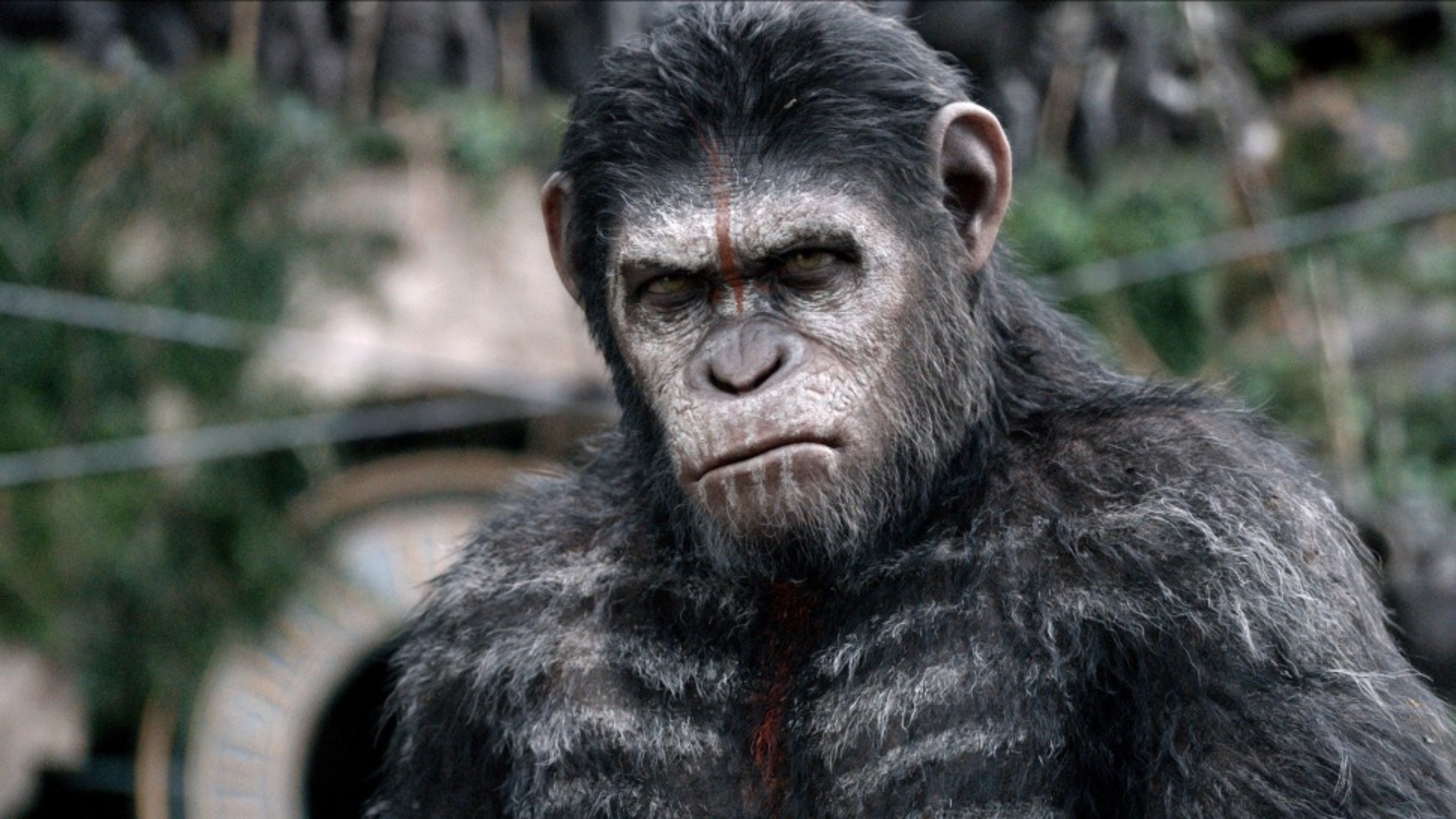 Caesar looks angry in Dawn of the Planet of the Apes