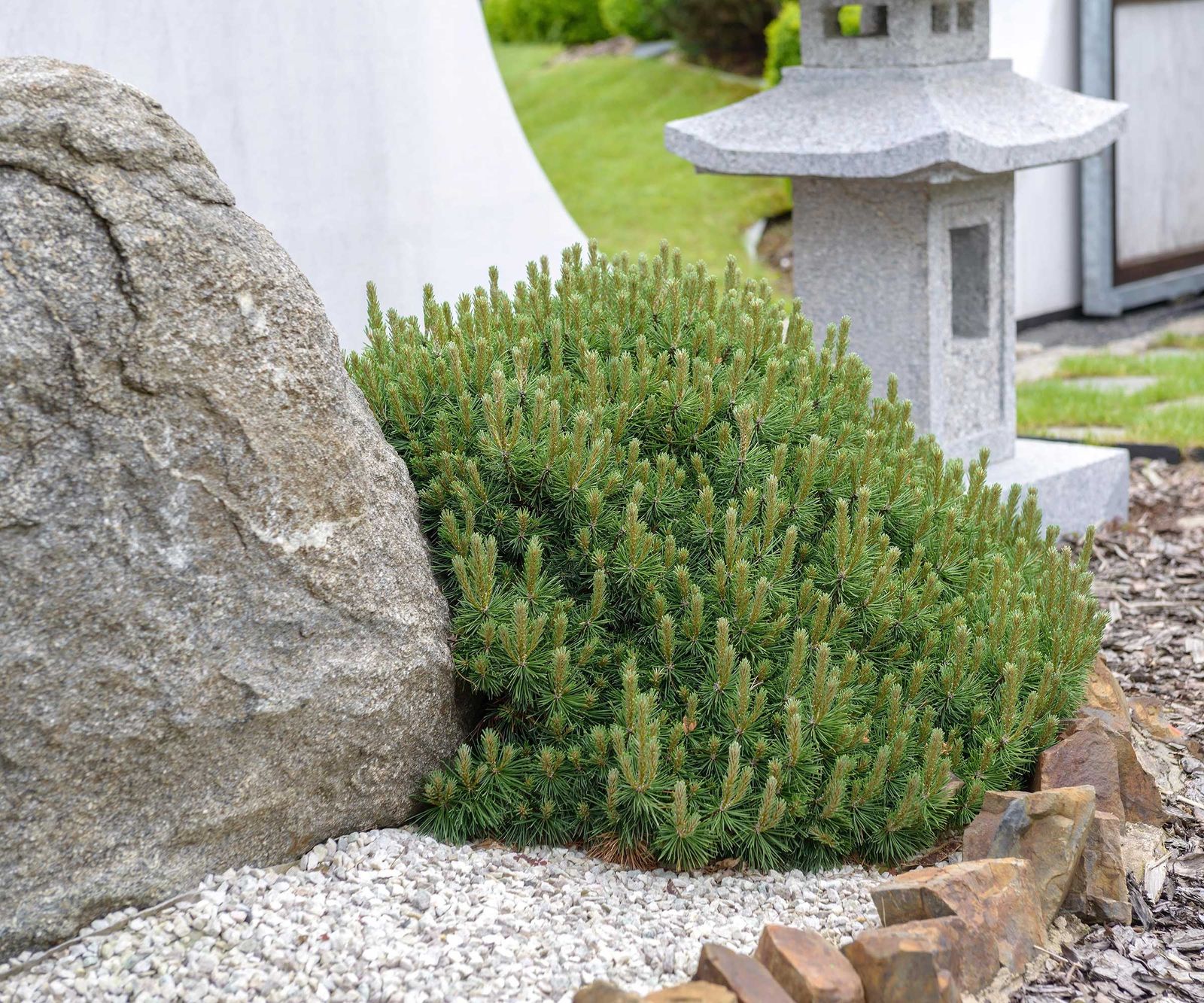 Best plants for Japanese gardens 10 elegant choices Homes & Gardens