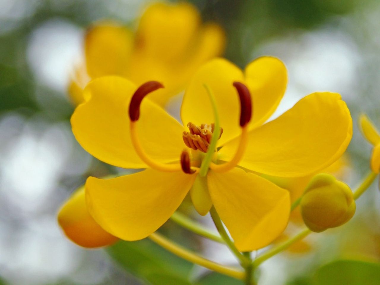 Yellow Sicklepod Plants