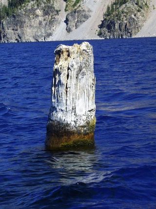The Old Man of the Lake is a 30-foot-long hemlock log that has been bobbing in the blue waters for more than 100 years.