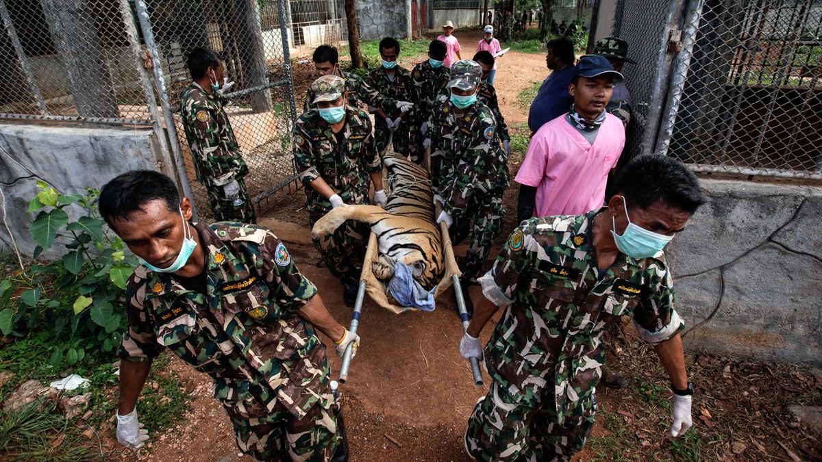 Thailand Tiger Temple