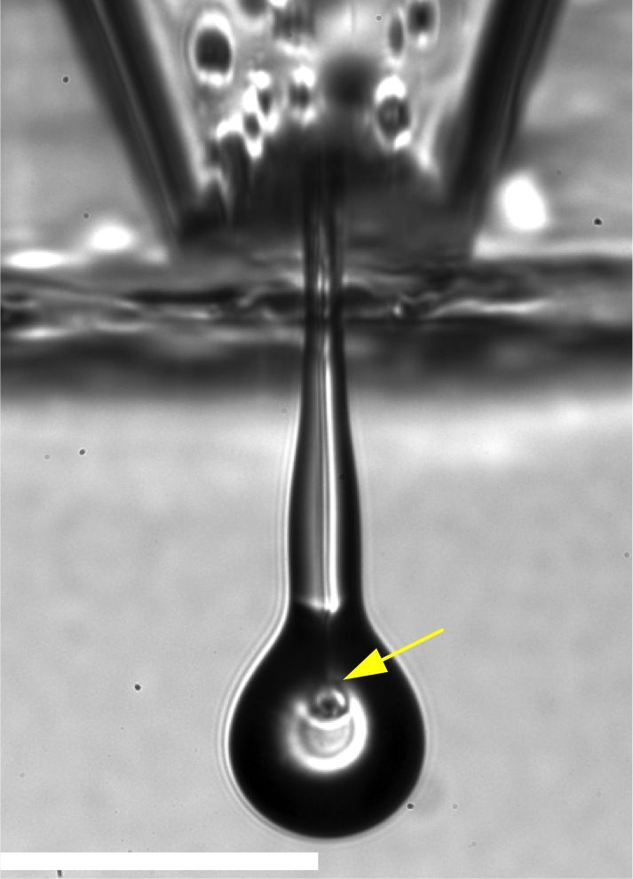 printed eye cell