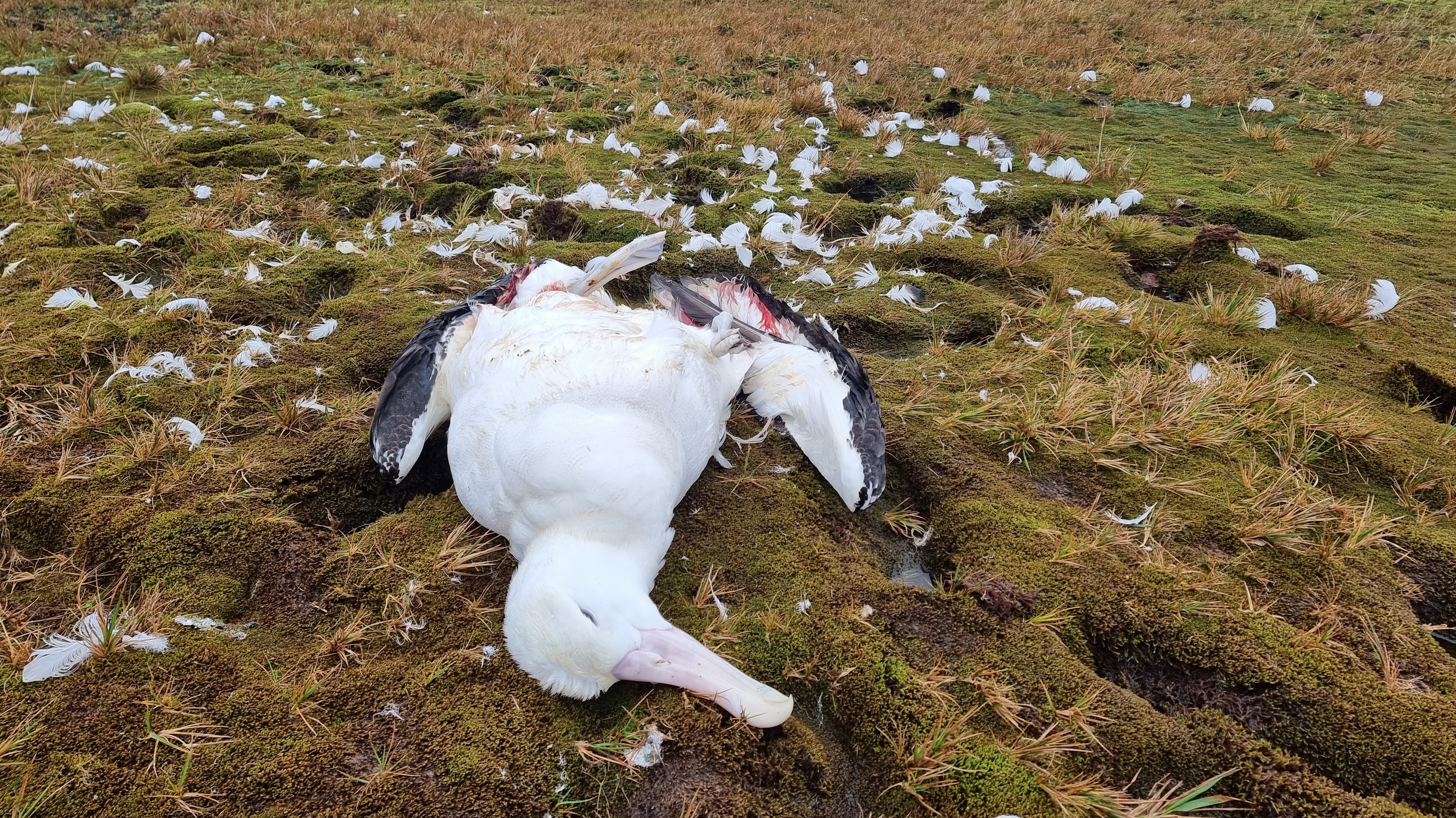 a dead albatross on a grassy field with feathers strewn behind it