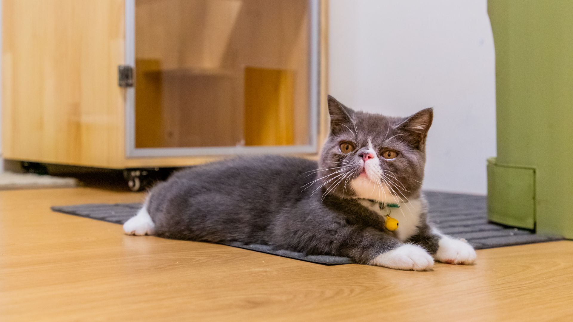 grey and white cat with a flat, chubby face and white feet lies on an apartment floor