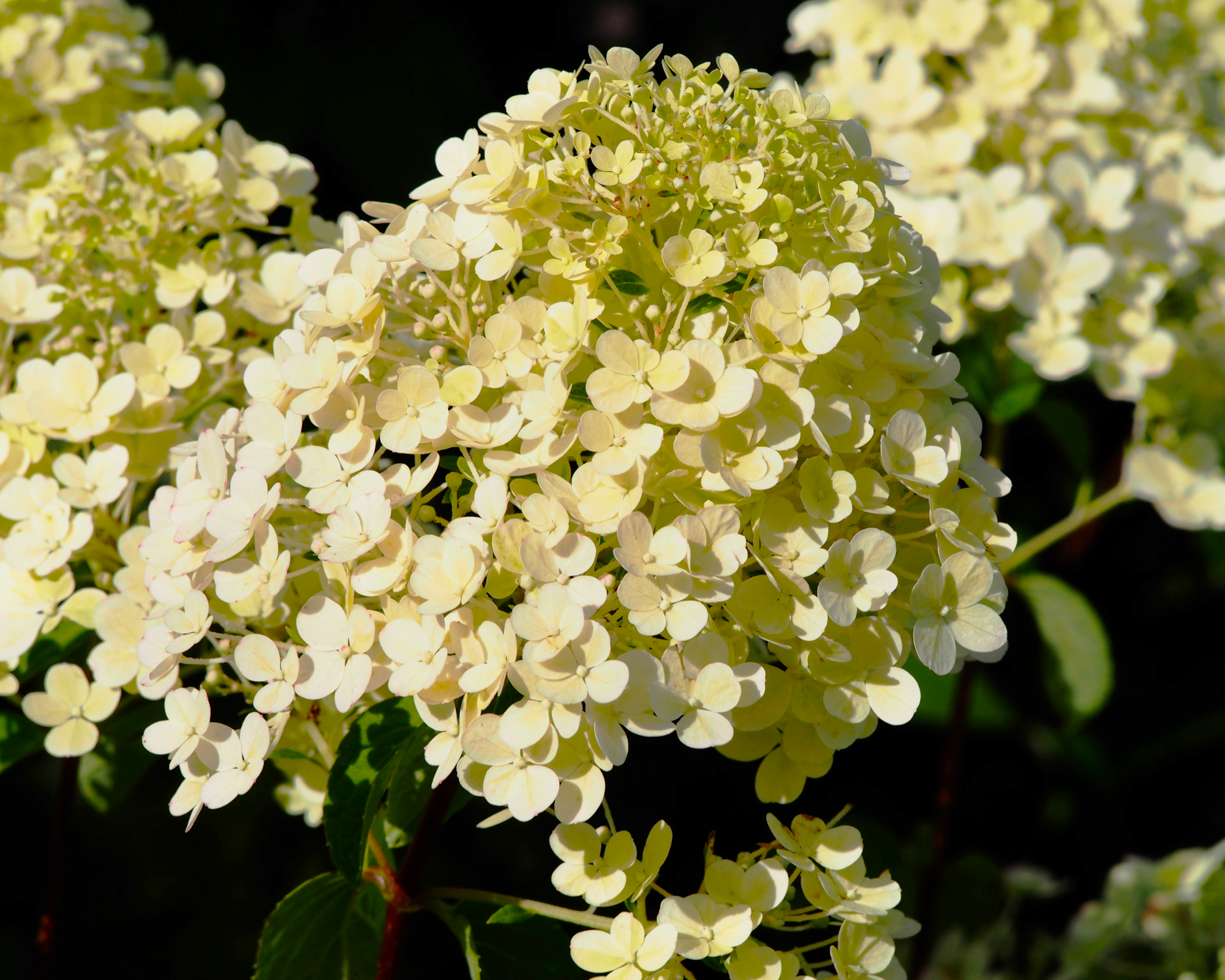 Closeup of Bobo hydrangea flowers