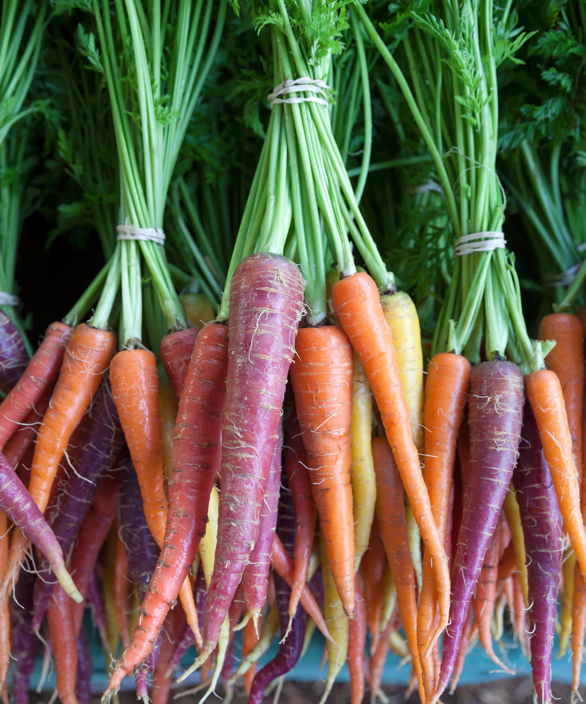 Bunches of colorful carrots