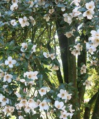 Eucryphia nymansensis with its white, rose-like flowers in full bloom